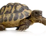 Herman's Tortoise - Testudo hermanni