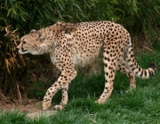 Chita 5