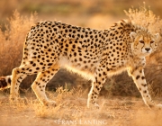 Asiatic cheetah (captive, Koushki), Acinonyx jubatus venaticus, Miandasht Wildlife Reserve, Iran