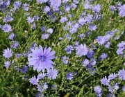 Cichorium Intybus 1