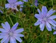 Cichorium Intybus 3