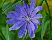 Cichorium Intybus 4