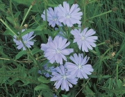 Cichorium Intybus 6