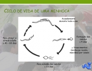 Ciclo De Vida Da Minhoca 1