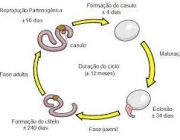 Ciclo De Vida Da Minhoca 2