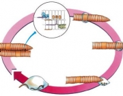 Ciclo De Vida Da Minhoca 3