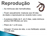 Ficam sexualmente maduras aos 40 dias. de idade e reproduzem-se durante todo o ano; A postura é feita de 5 em 5 dias, cada minhoca produz 500 filhotes por ano; Põem de 1 a 20 ovos; Atingem 10 anos de vida, o ovo fertilizado eclode com 28 dias.