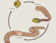 Ciclo De Vida Da Minhoca 6