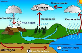 A Transferência de Energia e Matéria Entre os Seres Vivos | Mundo Ecologia