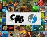 CITES 6