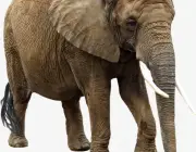 Cladograma dos Elefantes 2