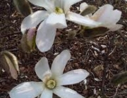 Classe Magnoliopsida 2