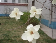 Classe Magnoliopsida 3