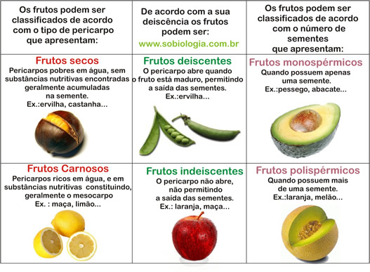 Classificação dos Frutos | Mundo Ecologia