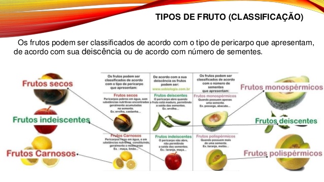Classificação dos Frutos | Mundo Ecologia