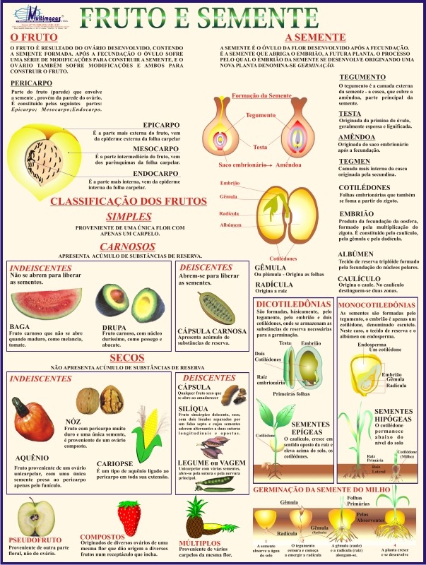 Classificação dos Frutos | Mundo Ecologia