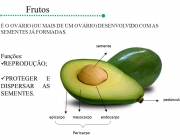 É O OVÁRIO (OU MAIS DE UM OVÁRIO) DESENVOLVIDO COM AS SEMENTES JÁ FORMADAS. Funções: REPRODUÇÃO; PROTEGER E DISPERSAR AS SEMENTES.