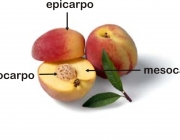 Classificação dos Frutos 5