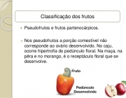 Classificação dos Frutos 6