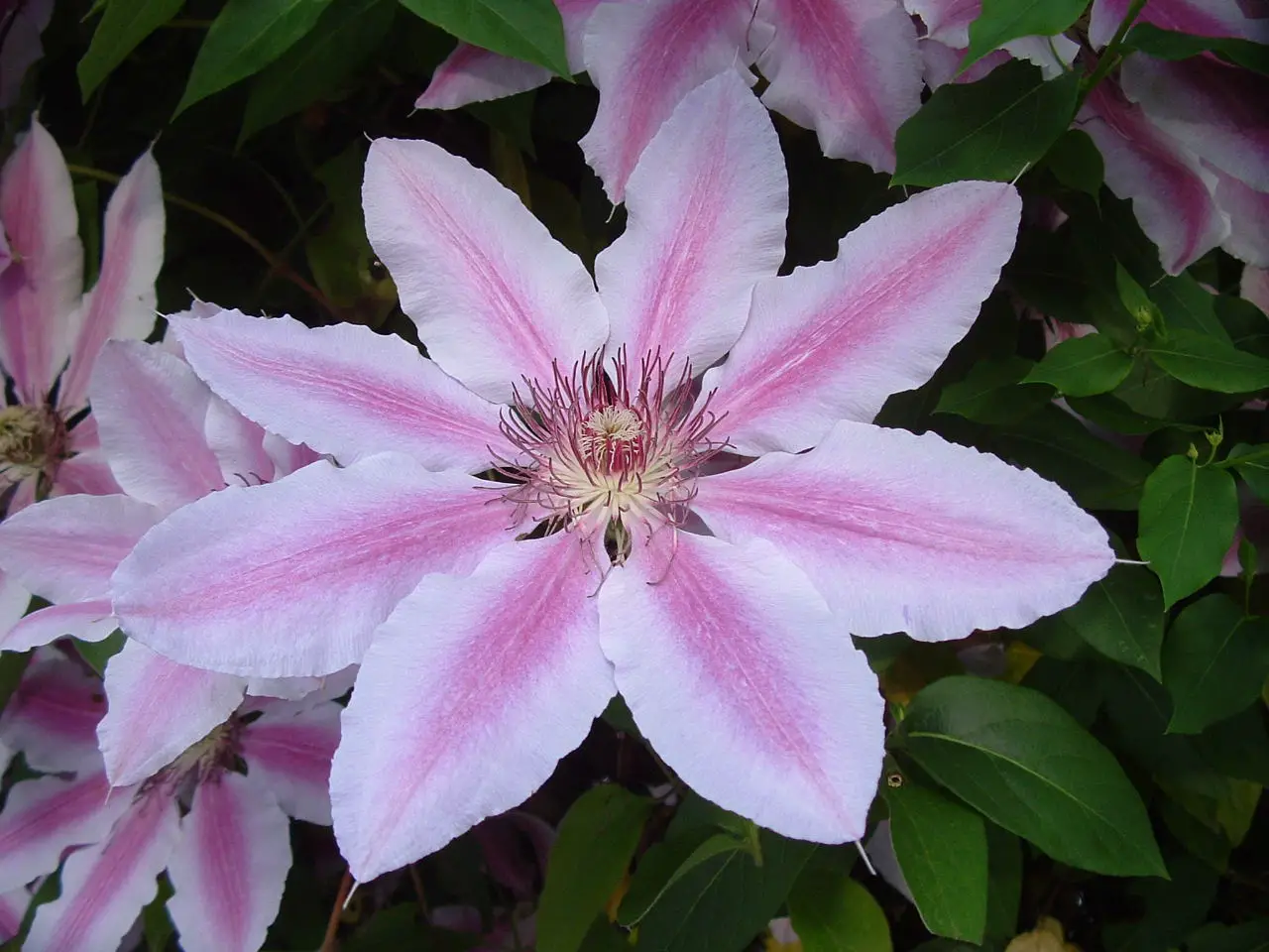 Clematis x 'Nelly Moser' 2