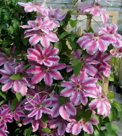 Clematis x 'Nelly Moser' 4