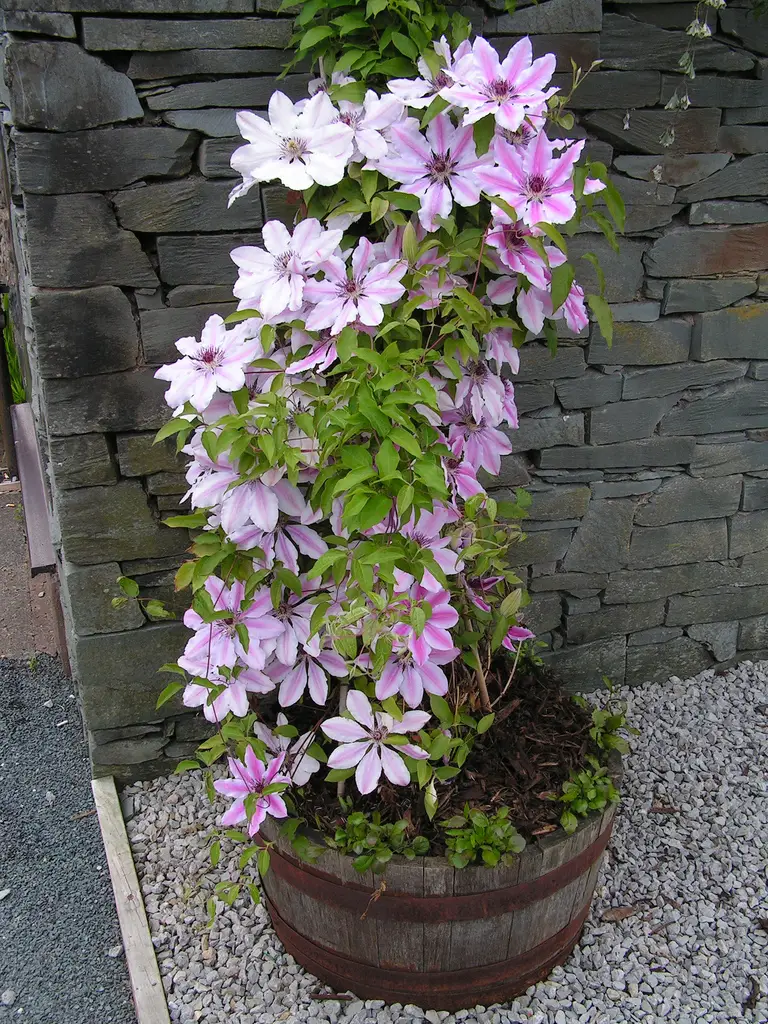 Clematis x 'Nelly Moser' 6