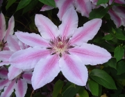 Clematis x 'Nelly Moser' 2