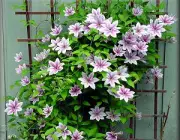 Clematis x 'Nelly Moser' 3