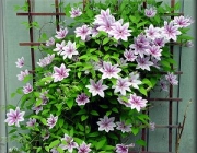 Clematis x 'Nelly Moser' 3