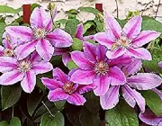 Clematis x 'Nelly Moser' 5