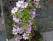 Clematis x 'Nelly Moser' 6
