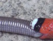 Cobra Alaranjada se Alimentando 1