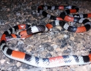 Cobra Alaranjada 1