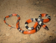 Cobra Alaranjada 2