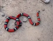 Cobra Alaranjada 5