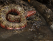 Cobra Aquática Helicops Angulatus 6