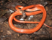 Cobra Cabeça Preta Caçando 2