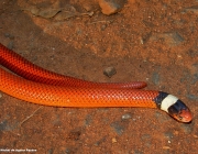 Cobra Cabeça Preta Caçando 4