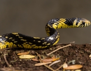 Cobra Caninana Do Papo Amarelo 5