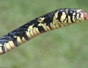 Cobra Caninana Do Papo Amarelo 6