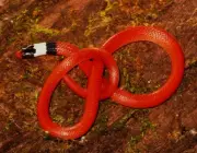 Cobra Coral Vermelha 4