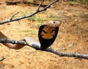 Cobra Cuspideira Moçambicana 1