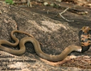 Cobra Cuspideira Moçambicana 2