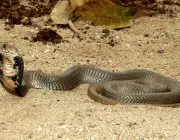 Cobra Cuspideira Moçambicana 3