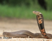 Cobra Cuspideira Moçambicana 4