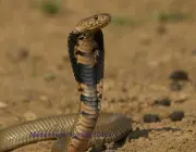 Cobra Cuspideira Moçambicana 5