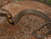 Cobra Cuspideira Moçambicana 6