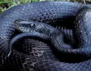Cobra da Morte 5