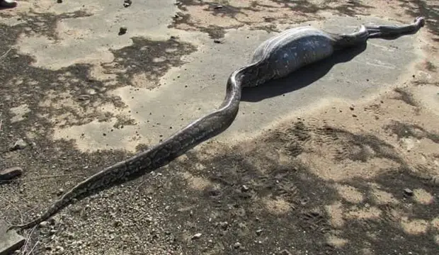Cobra da Morte Atacando 2