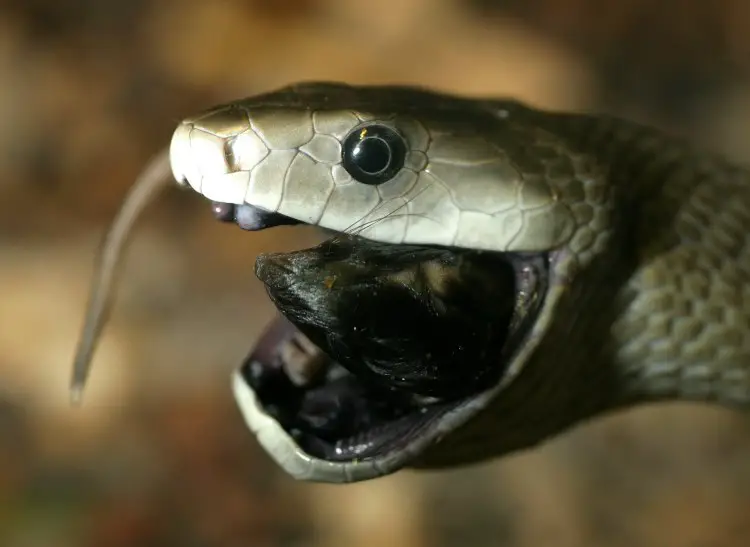 Cobra da Morte Atacando 6